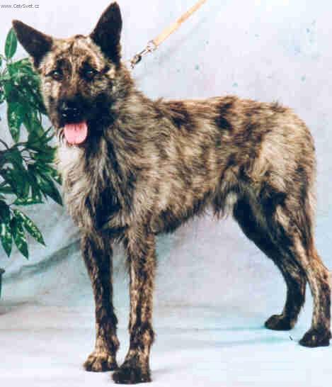 Fotky: Ardensk� bouvier (foto, obrazky)