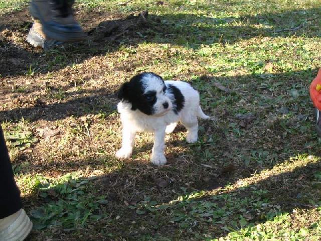 Foto: Boloňský psík-Barevný boloňský psík. Majitel: webmaster@dogweb.info. (http://kchb.dogweb.info)