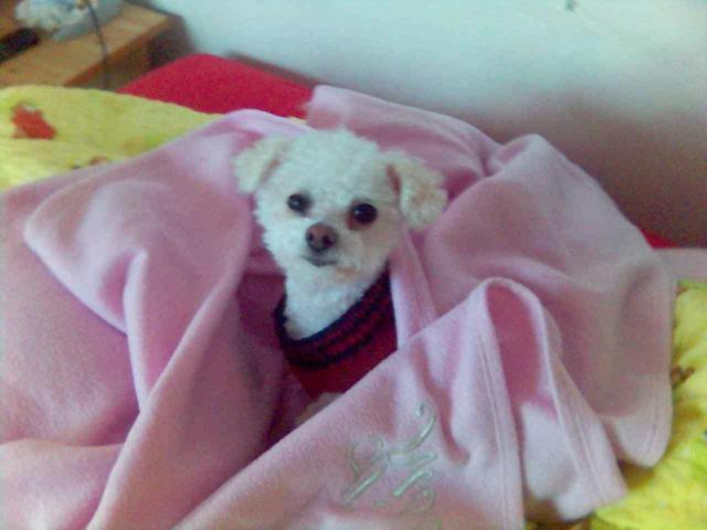 Foto: Boloňský psík-Andy. Anonymní majitel.