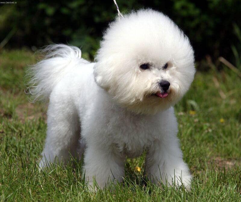 Foto: Boloňský psík-Majitel: Jan