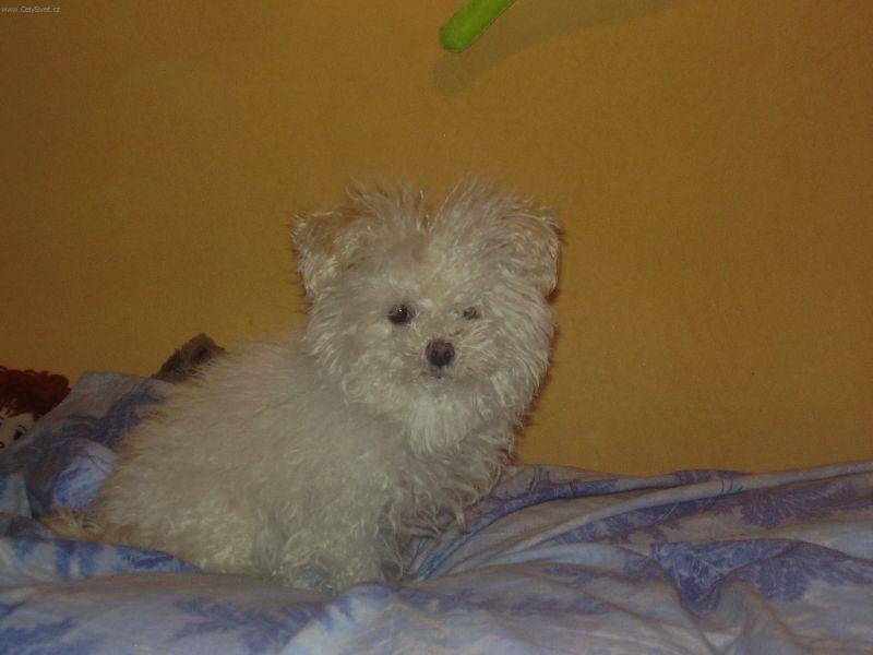 Foto: Boloňský psík-Miku. Majitelka: Veronika Marsová