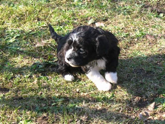 Foto: Boloňský psík-Barevný boloňský psík Majitel: webmaster@dogweb.info. (http://kchb.dogweb.info)