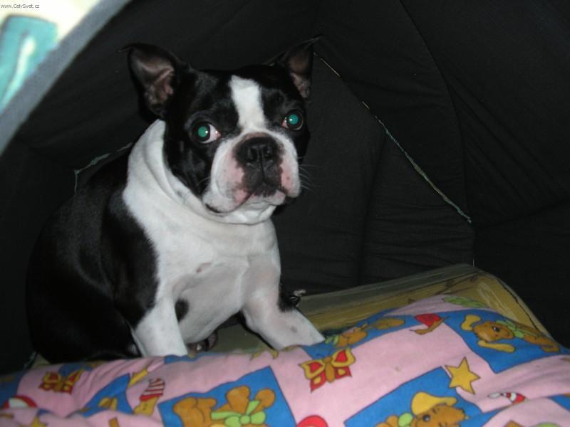 Foto: Bostonský teriér-Majitelka: Aneta V.