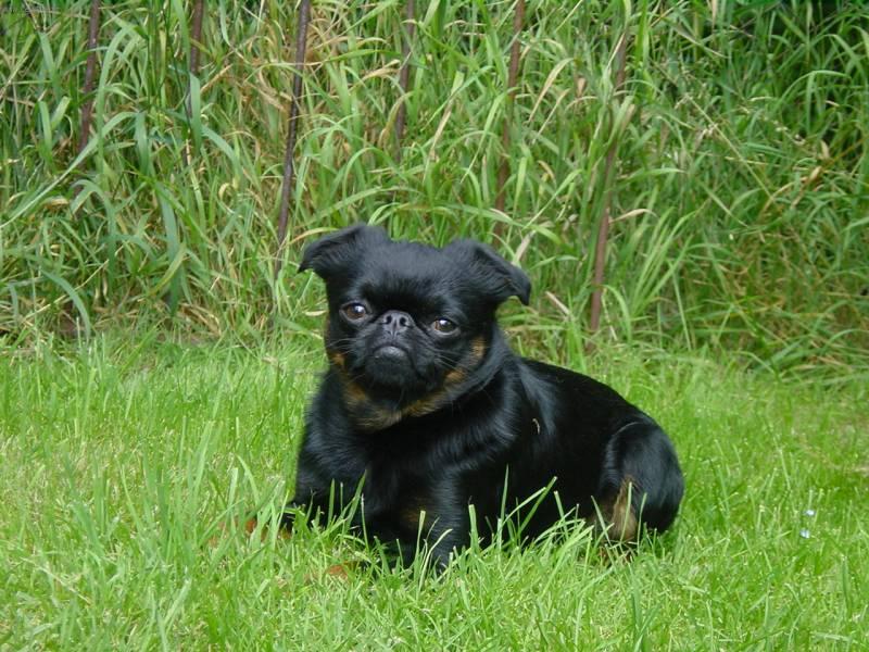 Foto: Brabantík-Zbarvení Black and Tan, chovný pes. Majitelka: vallery@centrum.cz
