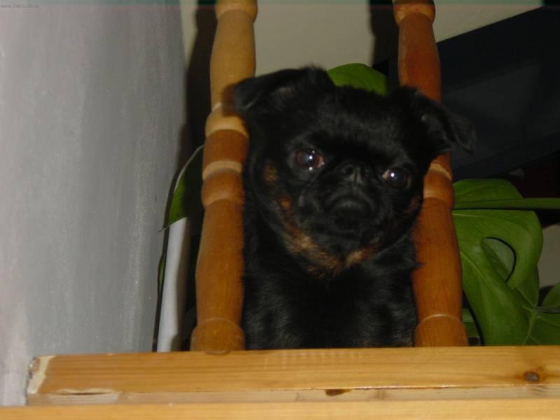 Foto: Brabantík-Zbarvení Black and Tan, chovný pes. Majitelka: vallery@centrum.cz