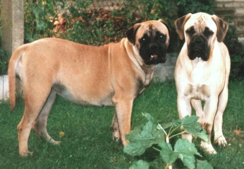 Foto: Bullmastif-Chovatelská stanice Rott-Bull: Hlínovi