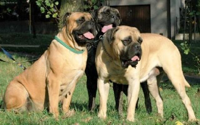 Foto: Bullmastif-CH. ST. ROTT-BULL (HLÍNOVI, hlinovi@c-mail.cz)