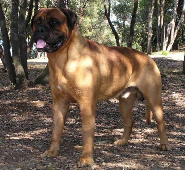 Foto: Bullmastif