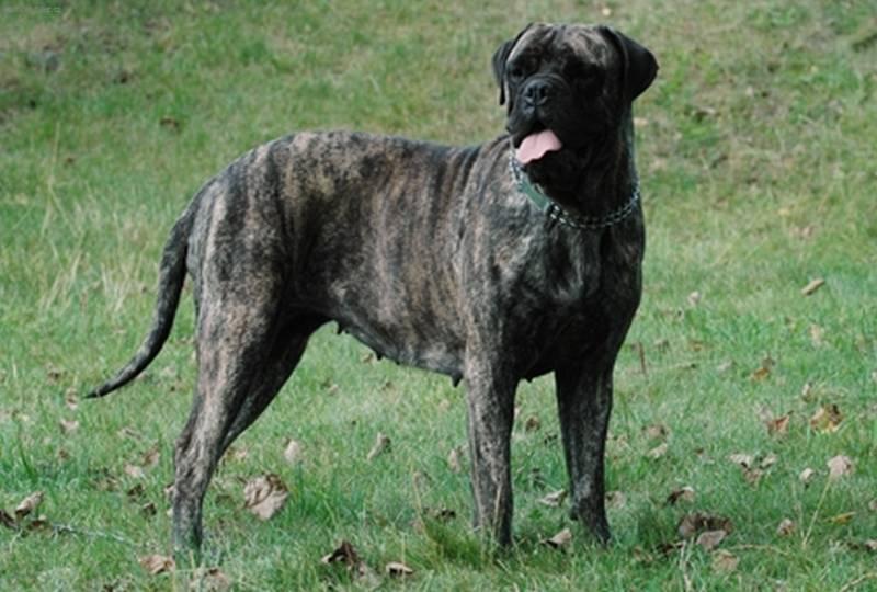 Foto: Bullmastif-Chovatelská stanice Rott-Bull: Hlínovi