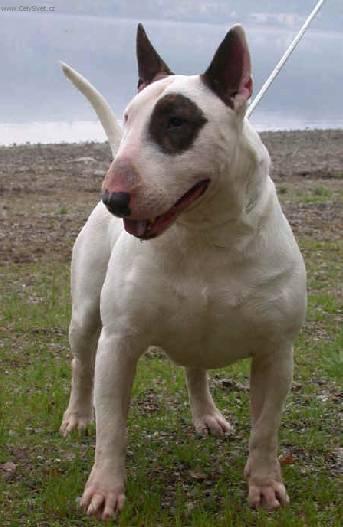 Foto: Bulteriér (Bullteriér)