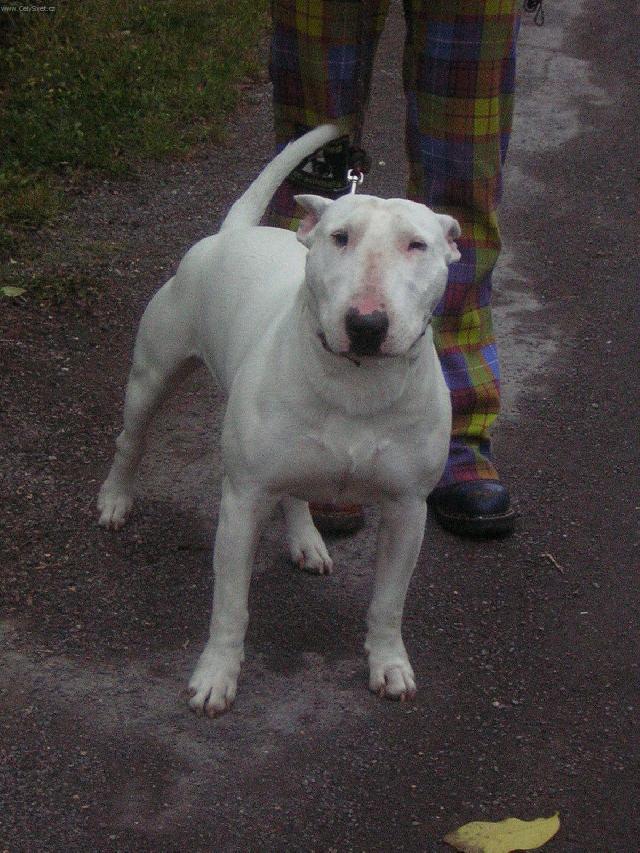 Foto: Bulteriér (Bullteriér)-Muj bulterier. Majitelka: zofie.j@seznam.cz
