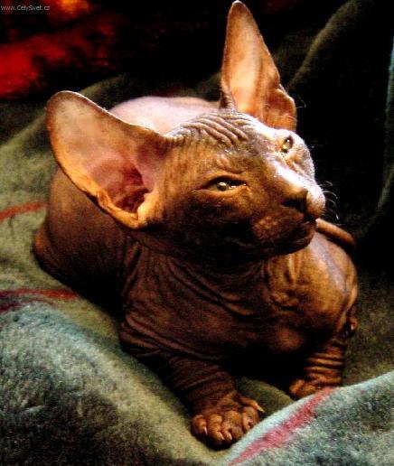 Fotky: Donsk� sphynx (foto, obrazky)