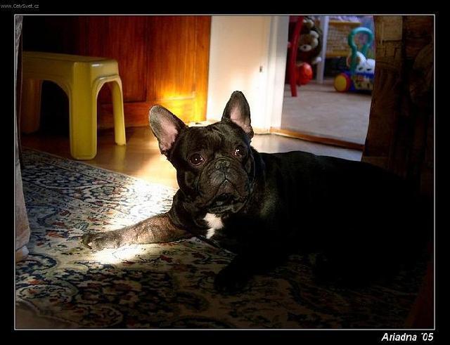 Foto: Francouzský buldoček-Edie. Chovatelka: Jana