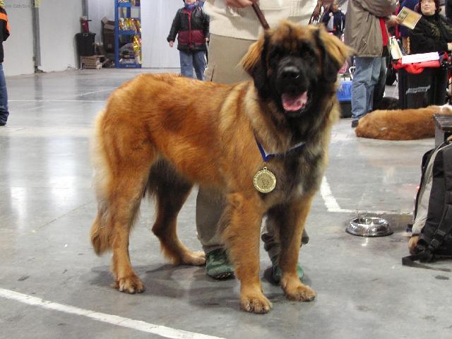 Foto: Leonberger-Majitelka: Martina (martinabonnieb@seznam.cz)