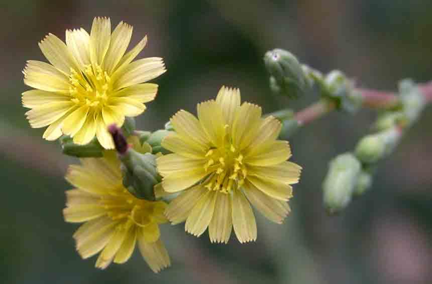 Fotky: Locika Jedovat� (foto, obrazky)