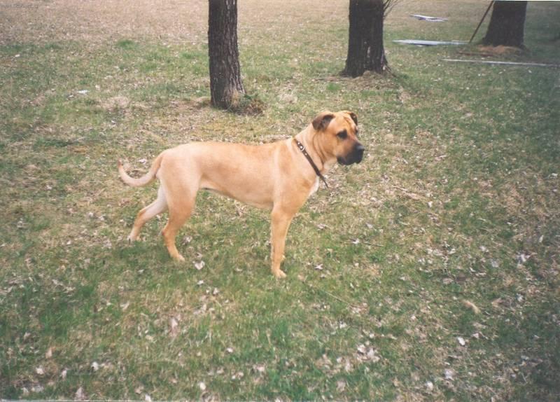 Foto: Malorská doga-Gita. Majitelka: Pelinková Eva