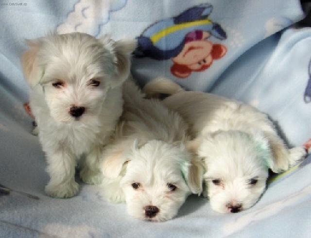 Foto: Maltézáček, Maltézský psík-Majitelka: Jiřina Dokoupilová