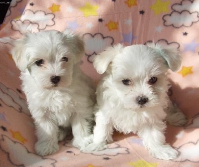 Foto: Maltézáček, Maltézský psík-Majitelka: Jiřina Dokoupilová