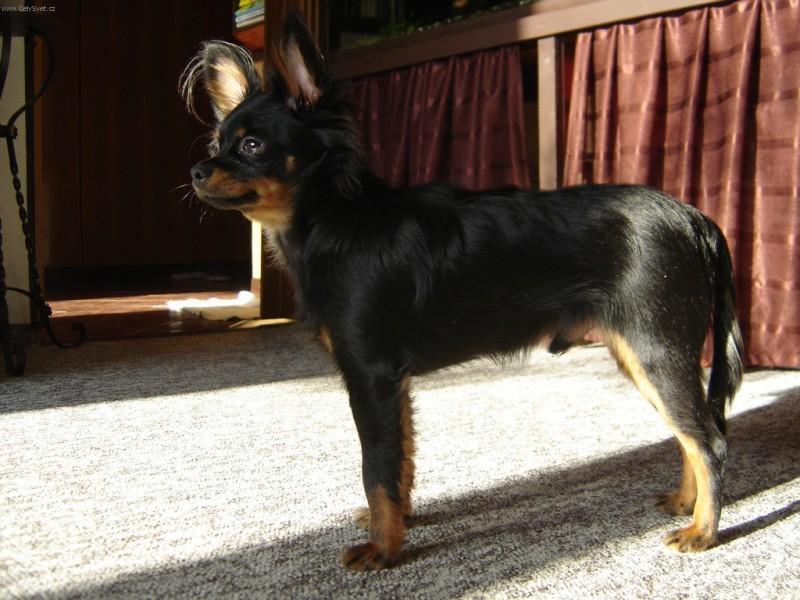 Foto: Moskevský dlouhosrstý toy teriér-Majitelka: Kortusová Kateřina