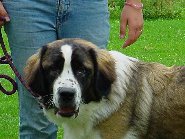 Foto: Moskevský strážní pes-Arven Nagajka. Majitelka: Jana Zemanová. CHS: Ruský medvěd