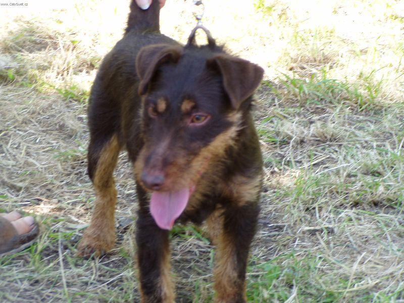 Foto: Německý lovecký terier-Majitelka: Soňa Kučerová