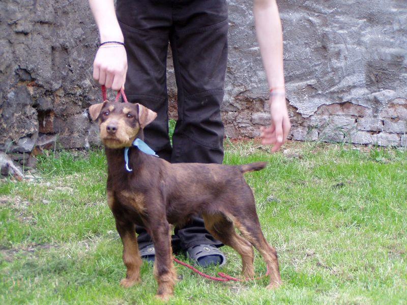 Foto: Německý lovecký terier-Majitelka: Soňa Kučerová