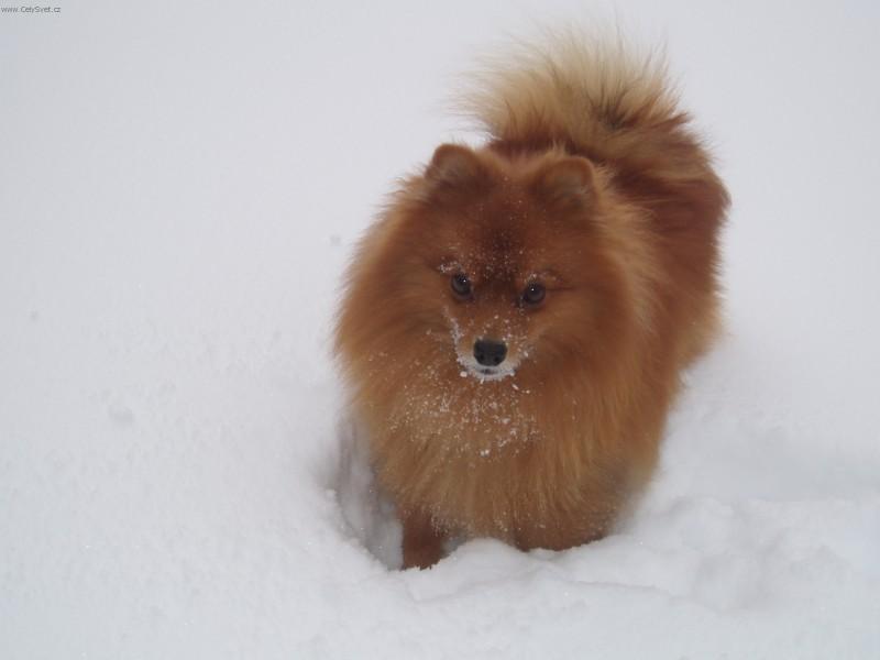 Foto: Německý pic malý-pic malý oranový - ABA Filipův Dvůr. Majitel: pornikova@quick.cz