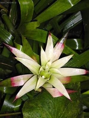 Foto: Nidul�rium, hn�zdo�