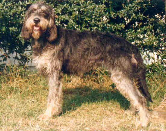 Foto: Nivernaisský hrubosrstý honič