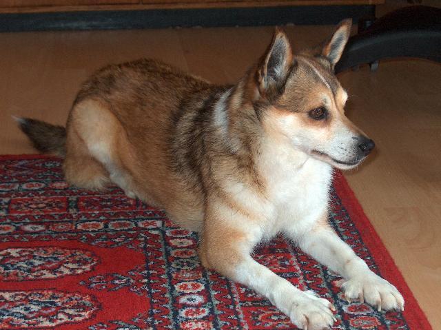 Foto: Norsk� lundehund-Majitelka: Karin Briandova
