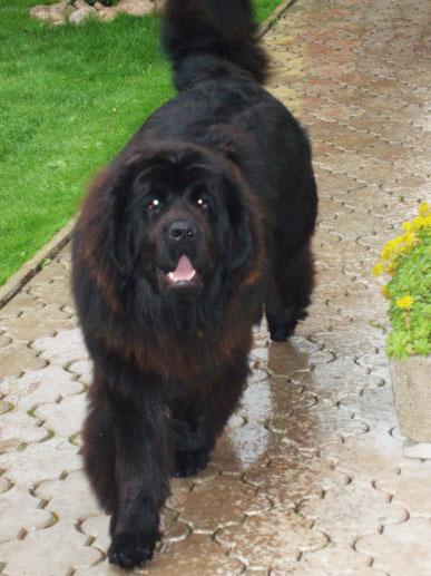 Foto: Novofundlandský pes-Chovatelka: Lucka