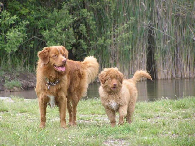 Foto: Novoskotsk� retr�vr-Folok a Christopher Sv. Huberta - Whiskey a Tennessee. Majitelka: Veronika Ohl�dalov�