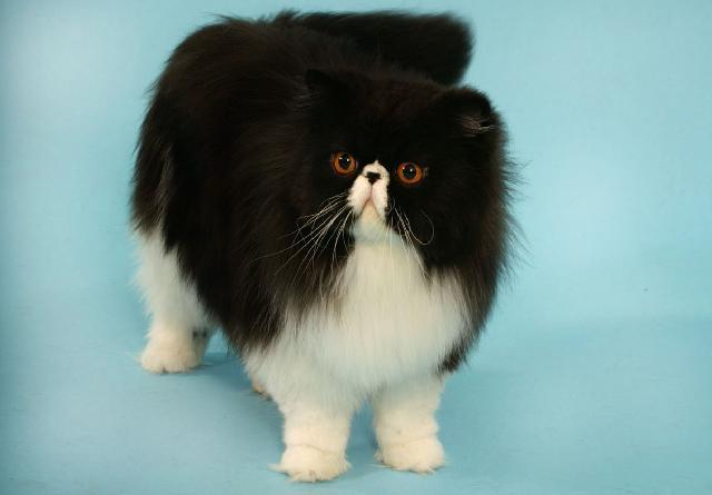 Foto: Persk� ko�ka-Majitelka: Marta (info@zthalgau.com)