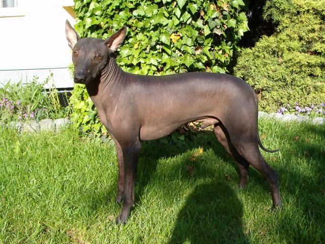 Foto: Peruánský naháč-Blacky Nort Brun. (civavy@seznam.cz, www.hairlessbrno.com)