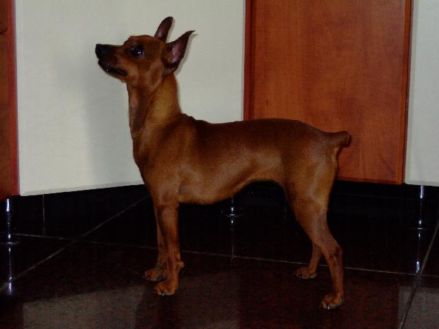 Foto: Pinčové-naša Tinka. Teri