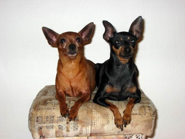 Foto: Pražský krysařík-Chovatelská stanice NERMIN