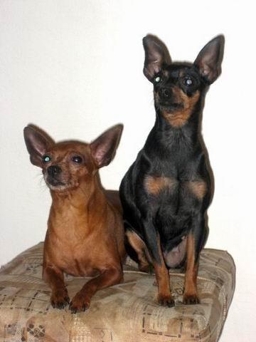 Foto: Pražský krysařík-Chovatelská stanice NERMIN