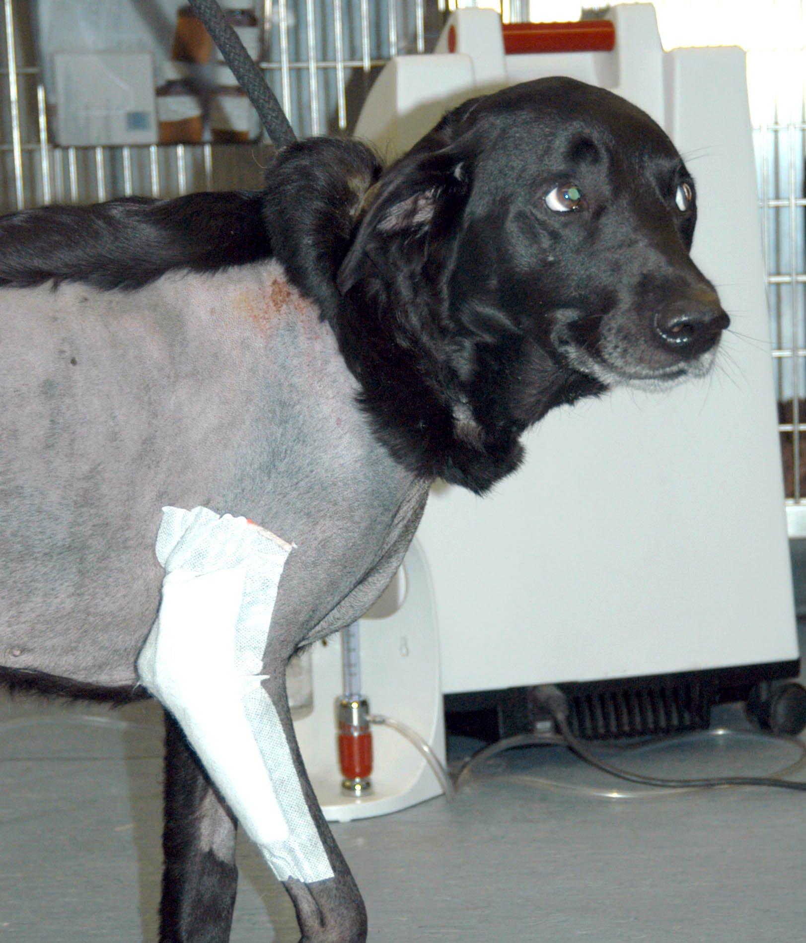 Fotky: P�edopera�n� vy�et�en� - pes (foto, obrazky)