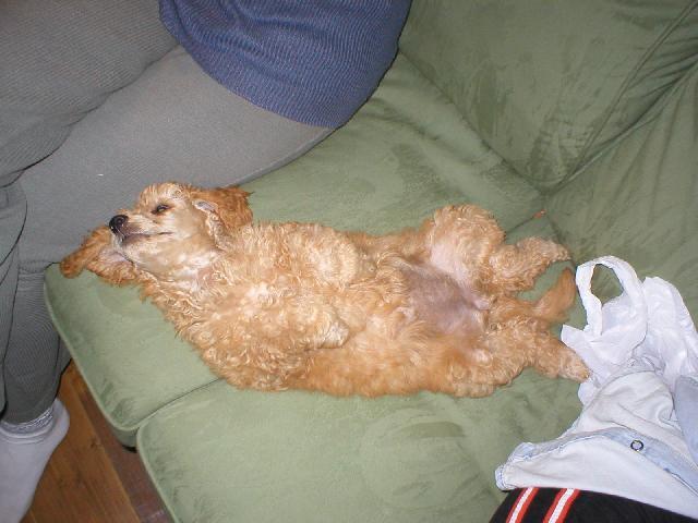 Foto: Pudl-Ophelie Aurea Ytaner. Eloušek. Majitelka: Jana Nováková