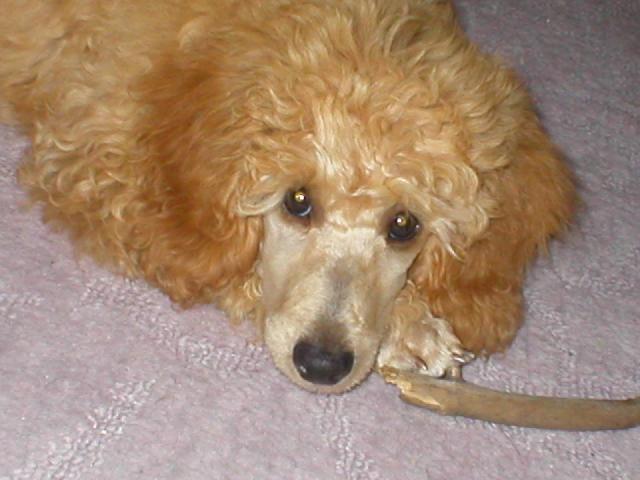 Foto: Pudl-Ophelie Aurea Ytaner. Eloušek. Majitelka: Jana Nováková