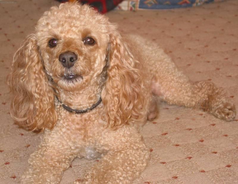 Foto: Pudl-Chovatelka: Jana