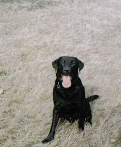 Foto: Retrívři-Můj mazel Maxík (Chovatelka: Lenka)