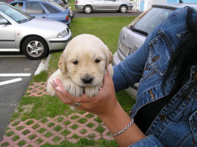 Foto: Retrívři-Sunny. Majitelka: Simona Zíková