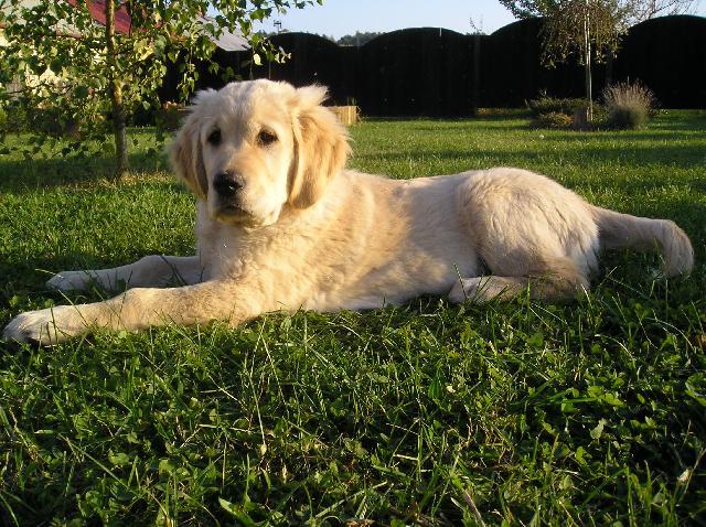 Foto: Retrívři-Sunny. Majitelka: Simona Zíková