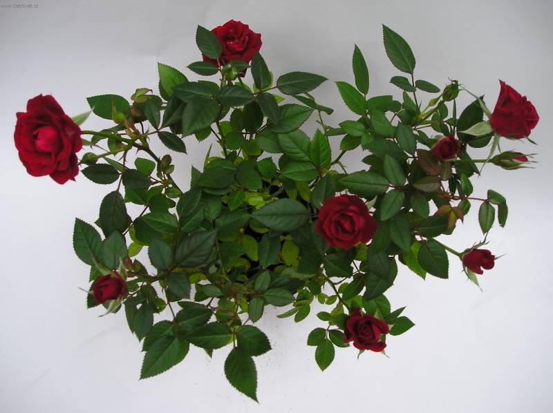 Fotky: R��e (foto, obrazky)