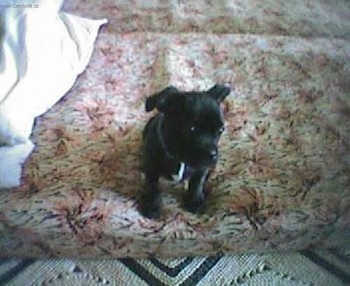 Foto: Stafordšírský bullterier-Kitty (Toto je foto mé teď již půlroční fenečky, není sladká ????). Majitelka: Marketa