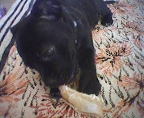 Foto: Stafordšírský bullterier-Kitty (Toto je foto mé teď již půlroční fenečky, není sladká ????). Majitelka: Marketa