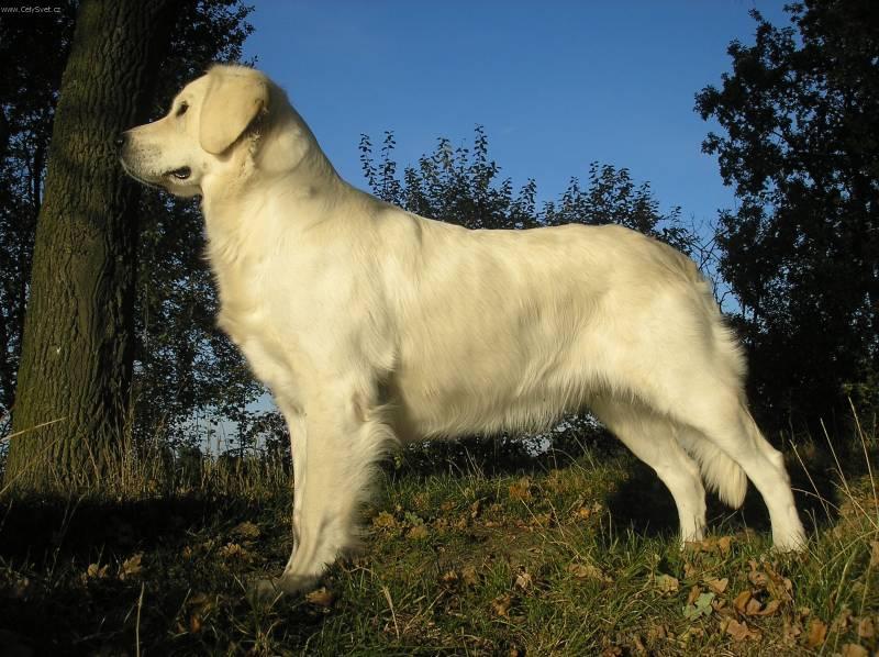 Foto: Zlatý retrívr-Majitelka: Dušková