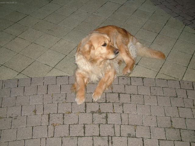 Foto: Zlatý retrívr-Nela & Tina. Majitel: Martin