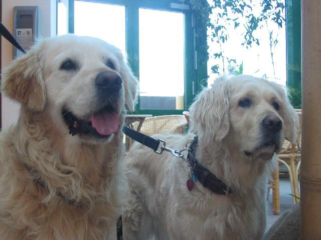 Foto: Zlatý retrívr-Nejvetši kamoši moji zlatíčka. Majitelka: Annie
